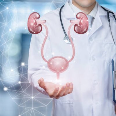 A medical worker shows the urinary system on blurred background.